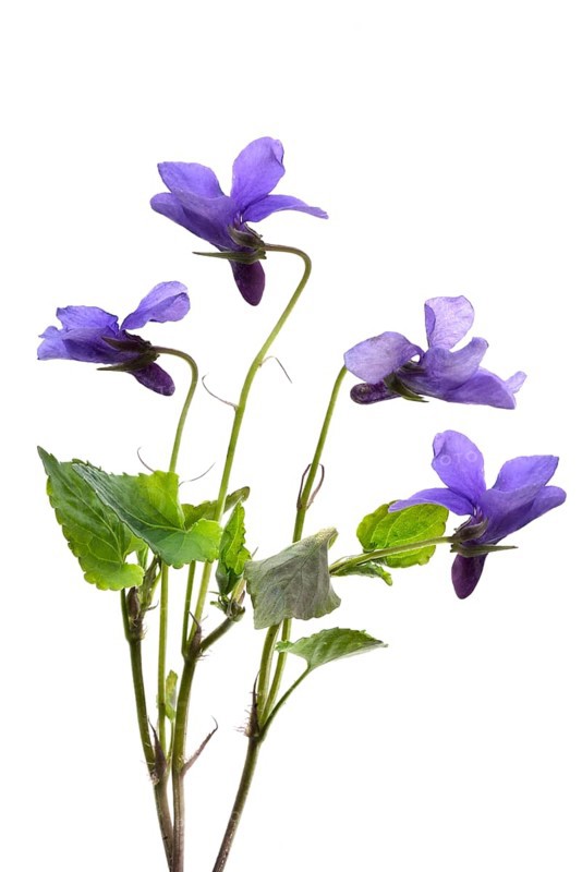 Wood violet