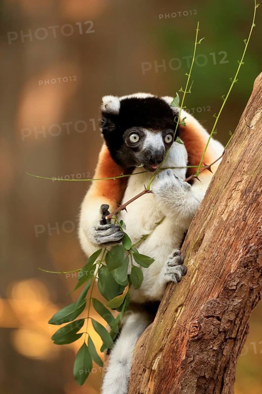 Crowned sifaka
