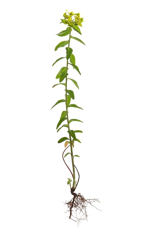 Cushion spurge
