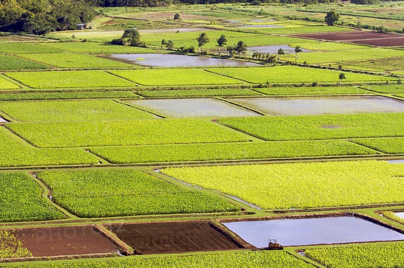 Hanalei valley and taro fields on kauai