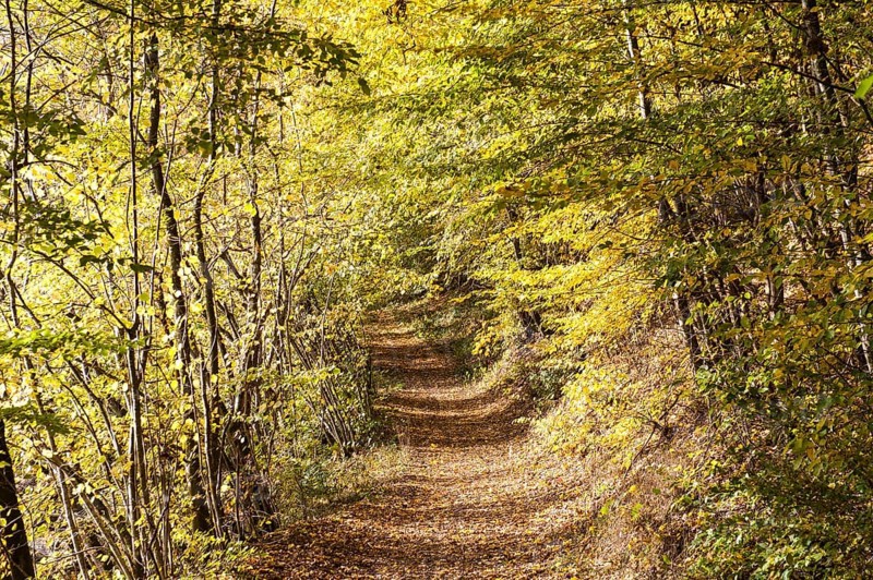 Path surrounded by yellow autumn leaves