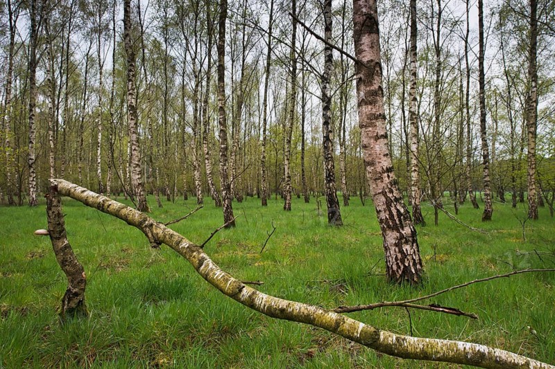 Birch forest