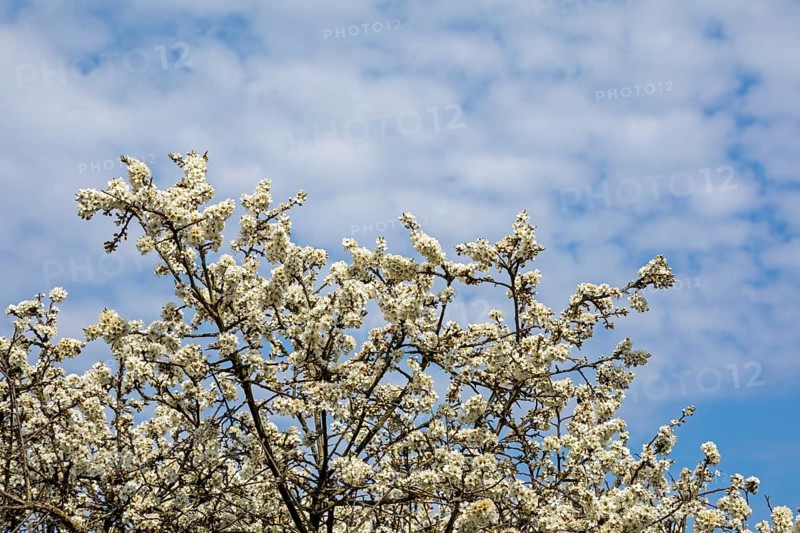 Flowering blackthorn