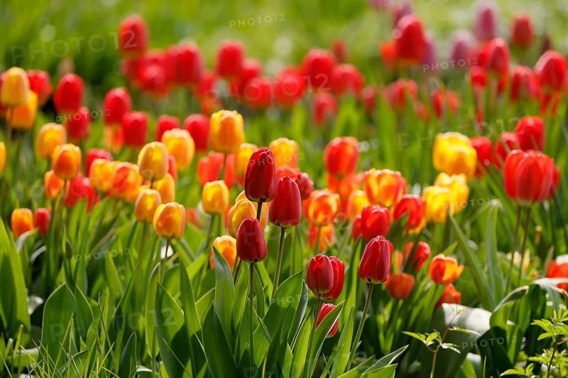 Tulips bloom