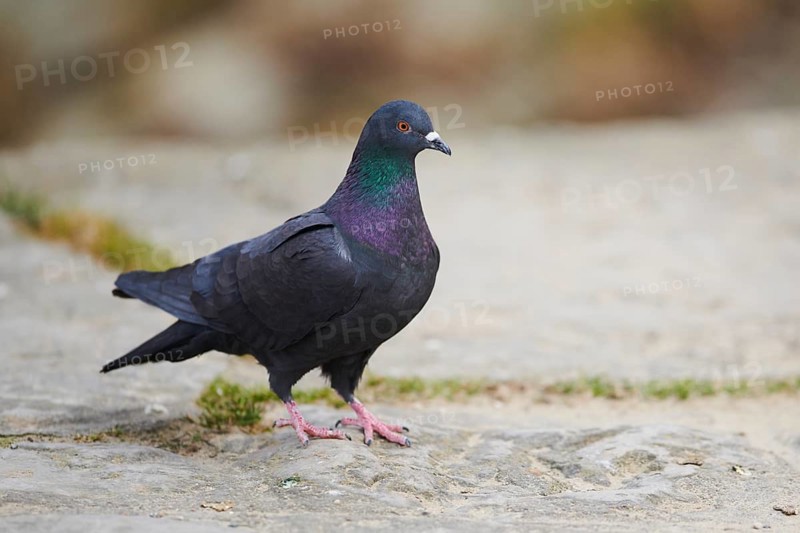 Feral pigeons