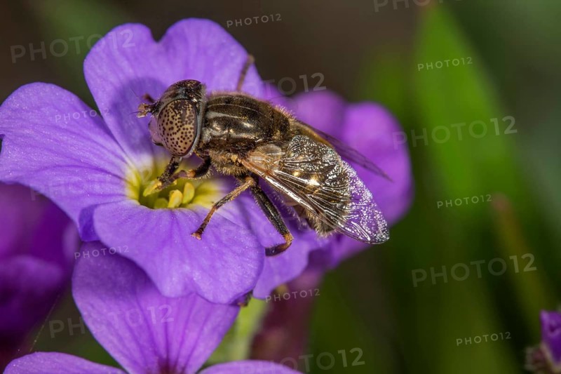 Eristalinus sepulchralis
