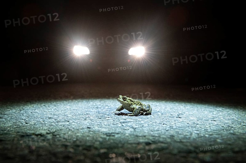 Common toad