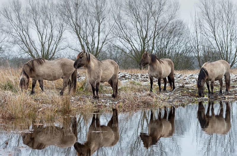 Konik