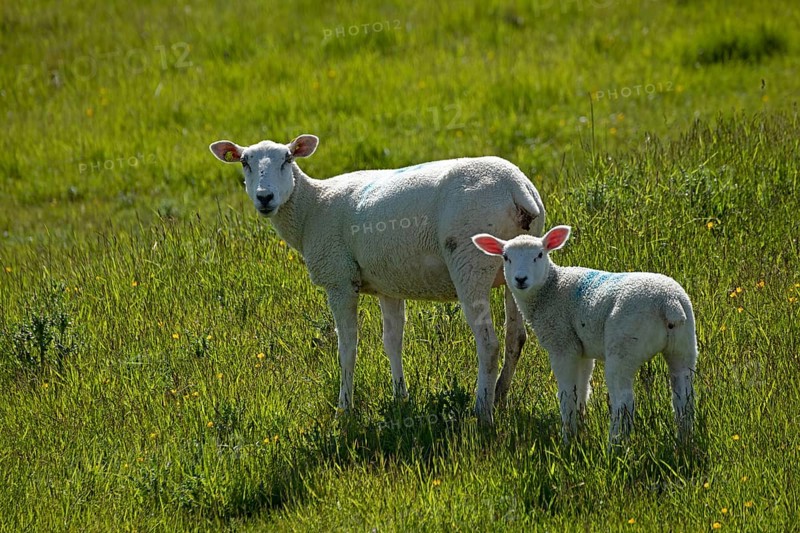Ewe and lamb on the dike