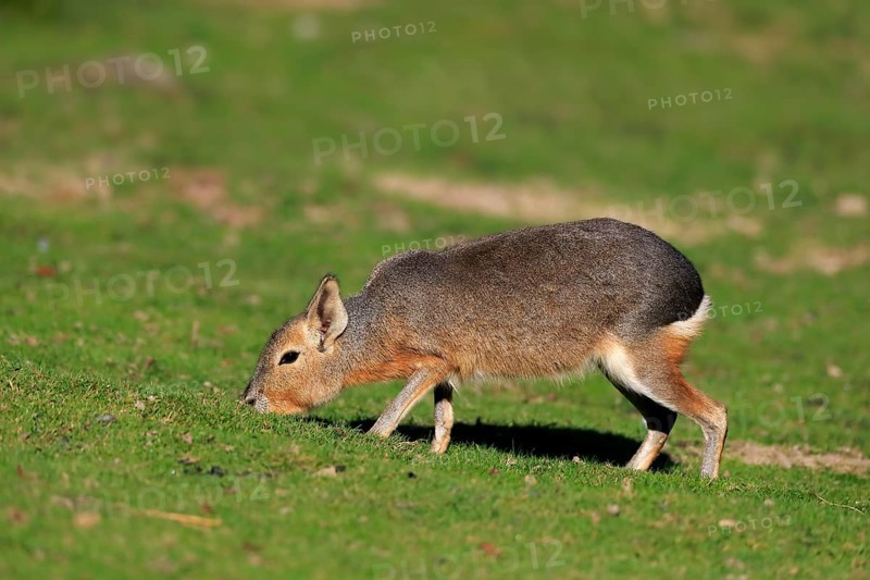 Patagonian Mara