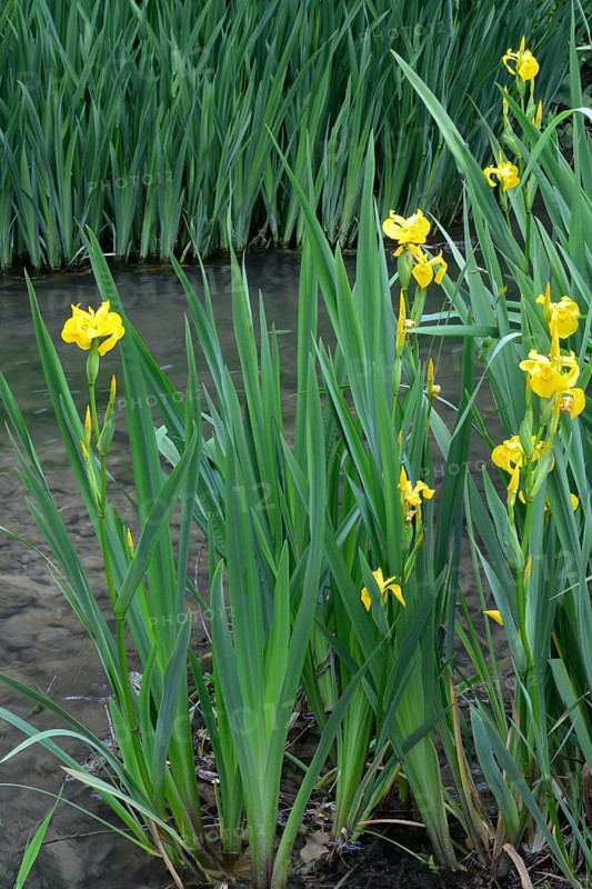 Yellow iris on the bank of a brook