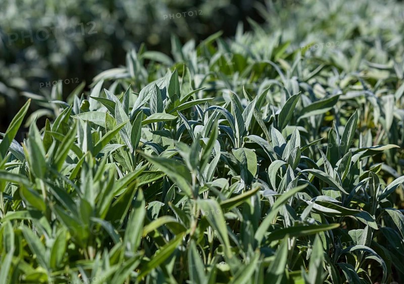 Cultivation of sage