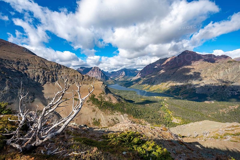 View of Two Medicine Lake with dead tree