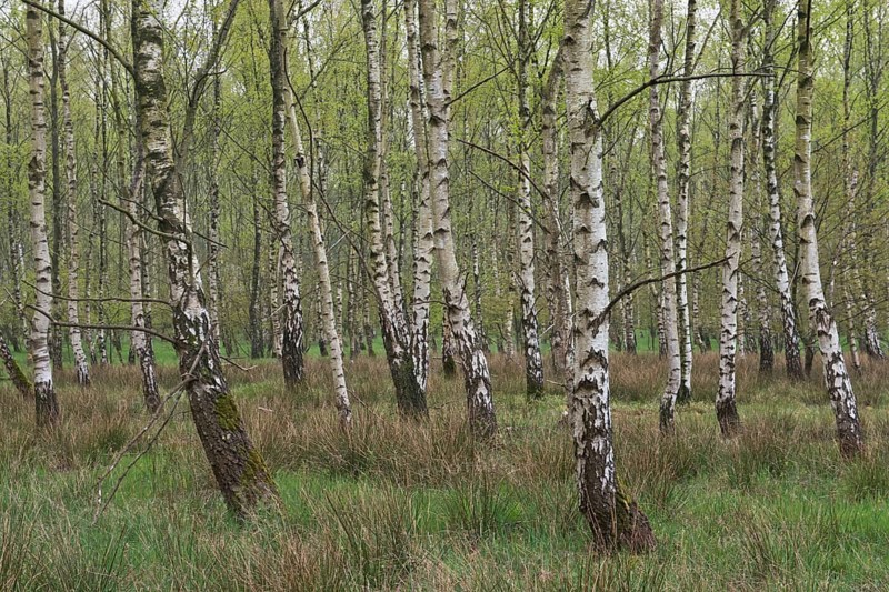 Birch forest
