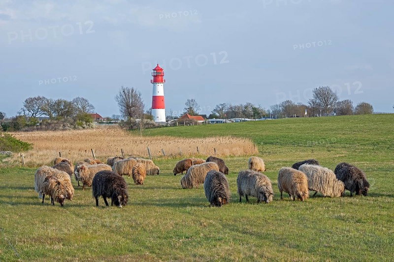 Norwegian sheep in front of lighthouse