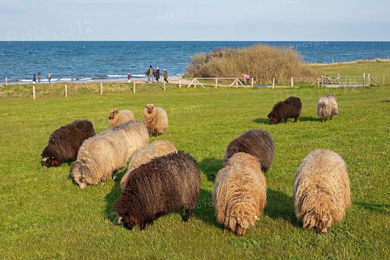 Norwegian sheep on the dike