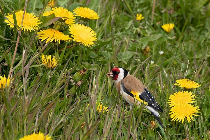 Goldfinch between dandelion