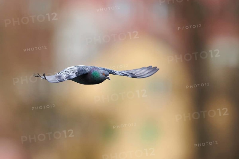 Feral pigeons