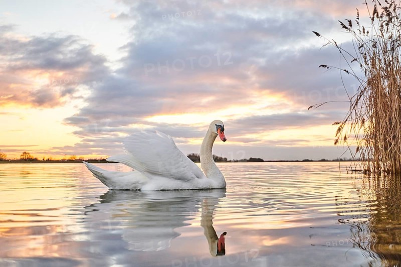 Mute swan