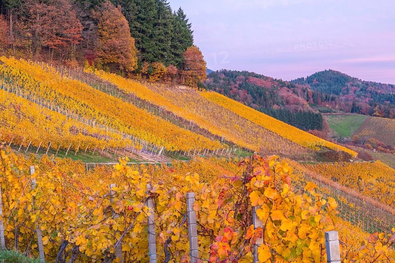 Vineyards in autumn at sunset