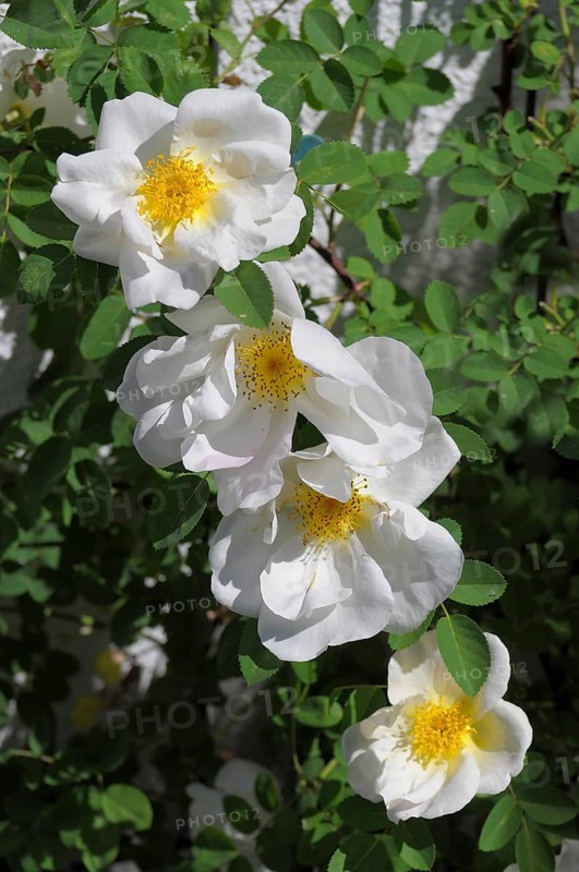 Dog rose