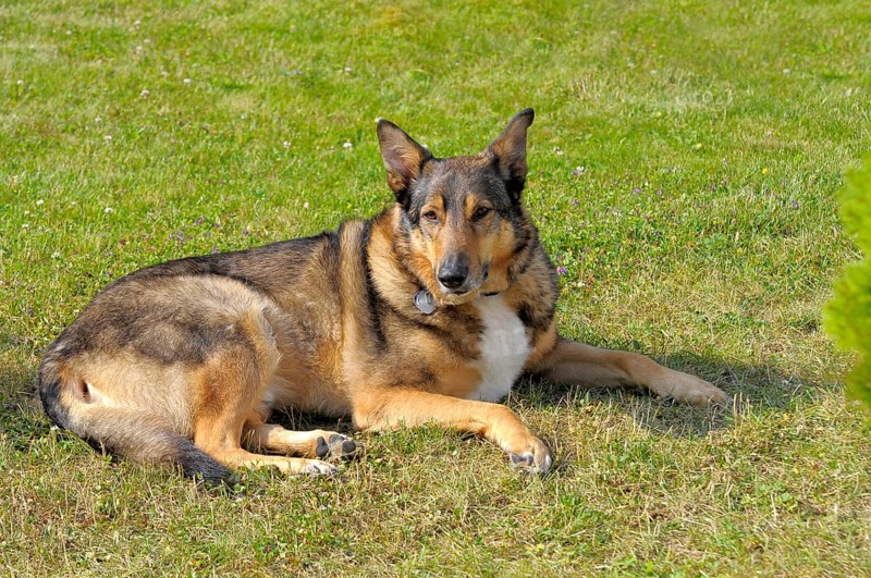Shepherd Dog Mongrel