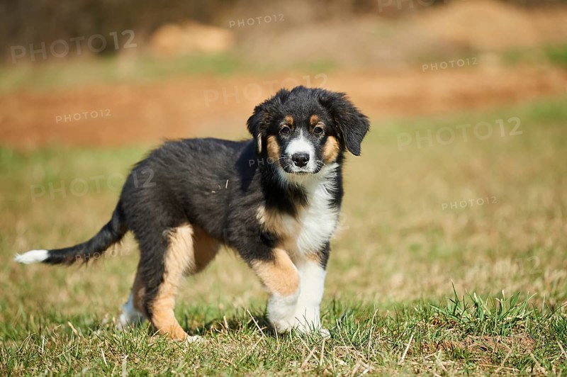Mixed-bread dog
