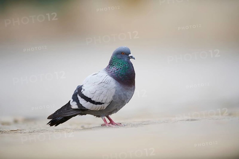 Feral pigeons