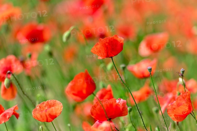 Poppies