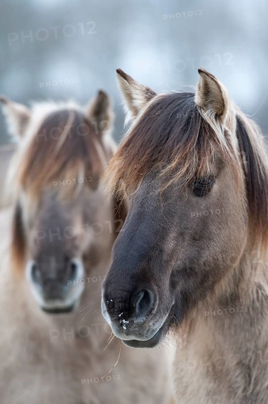 Konik