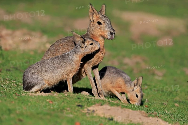 Patagonian Mara