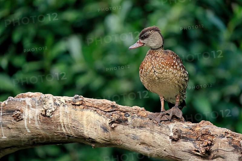 Spotted whistling duck