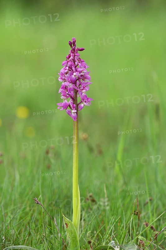 Man's orchid