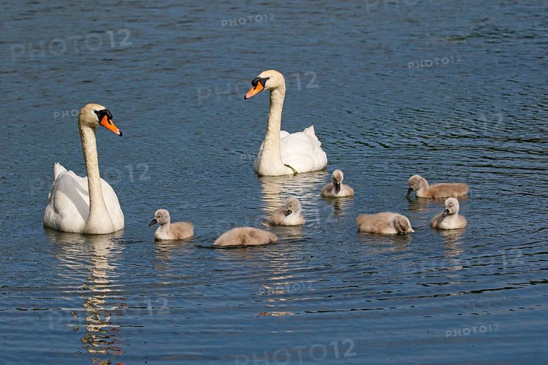 Mute swans