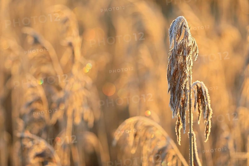 Common reed