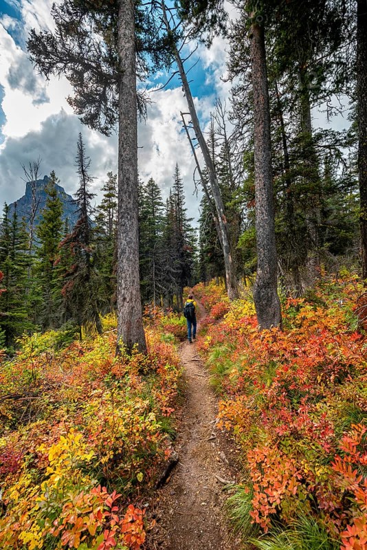 Hiker on a trail between trees and bushes in autumn colors