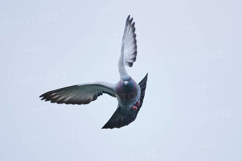 Feral pigeons