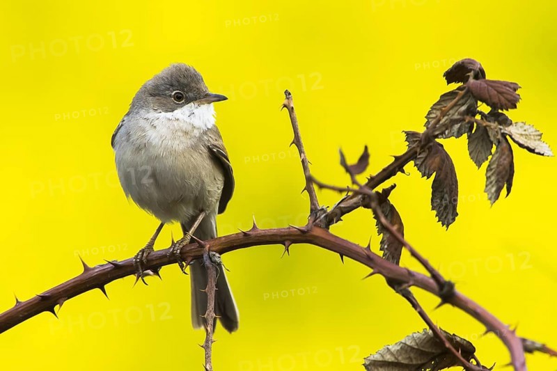 Common whitethroat