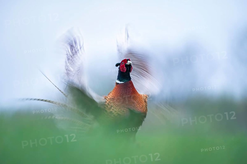 Pheasant