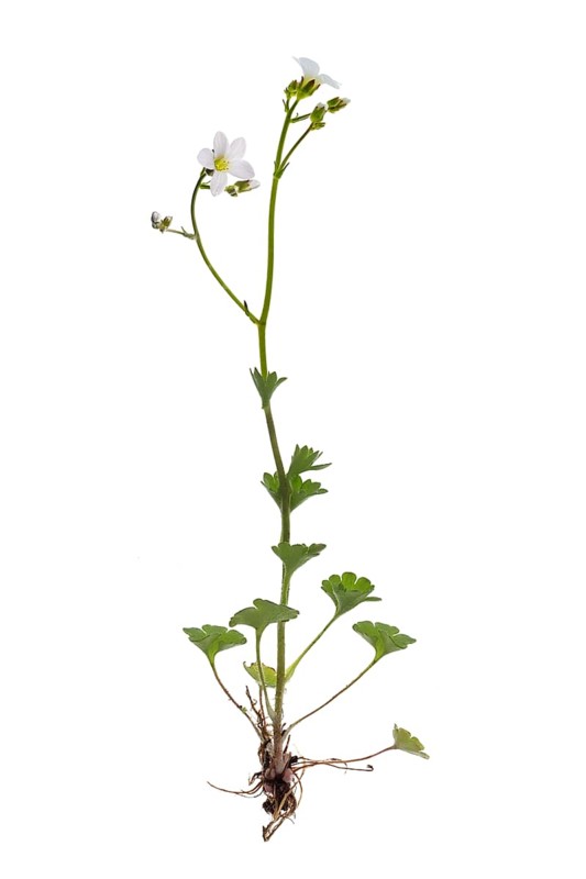 Knoll saxifrage