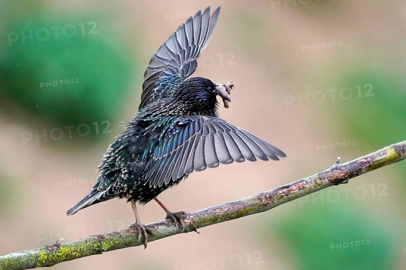 Starling