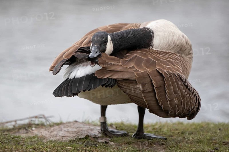 A Canada goose