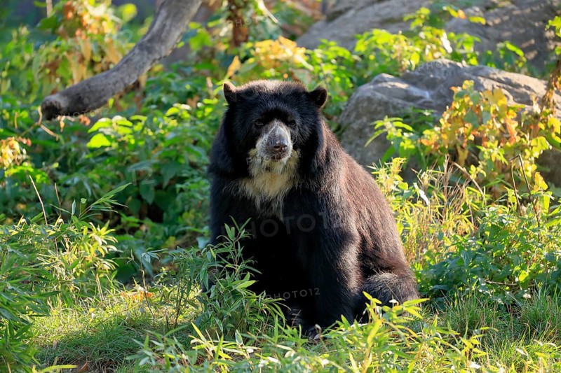Spectacled bear