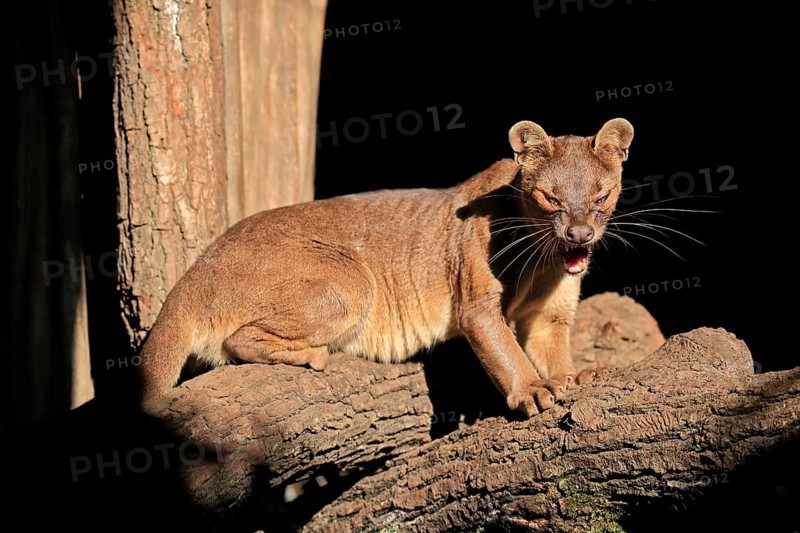 Fossa