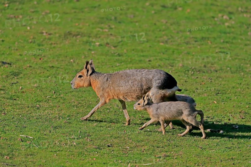 Patagonian Mara