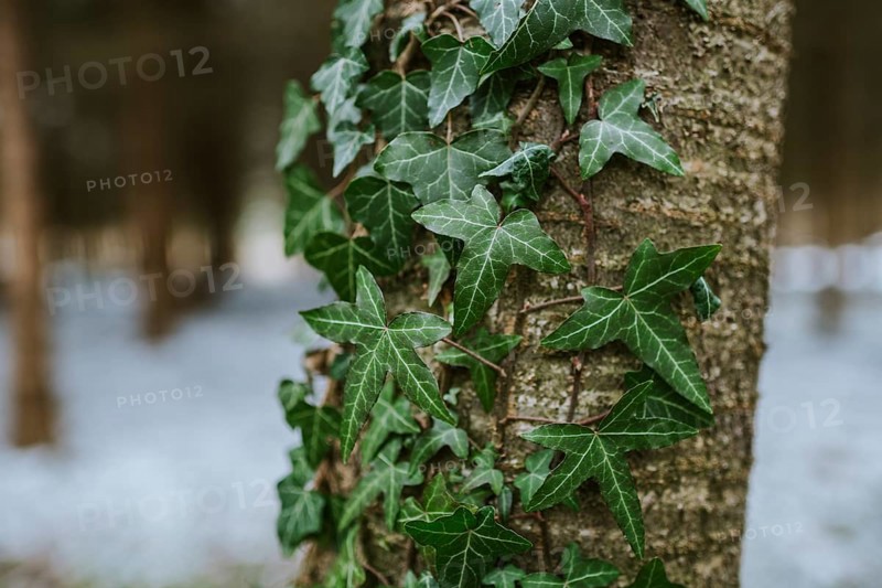 Ivy on the tree trunk