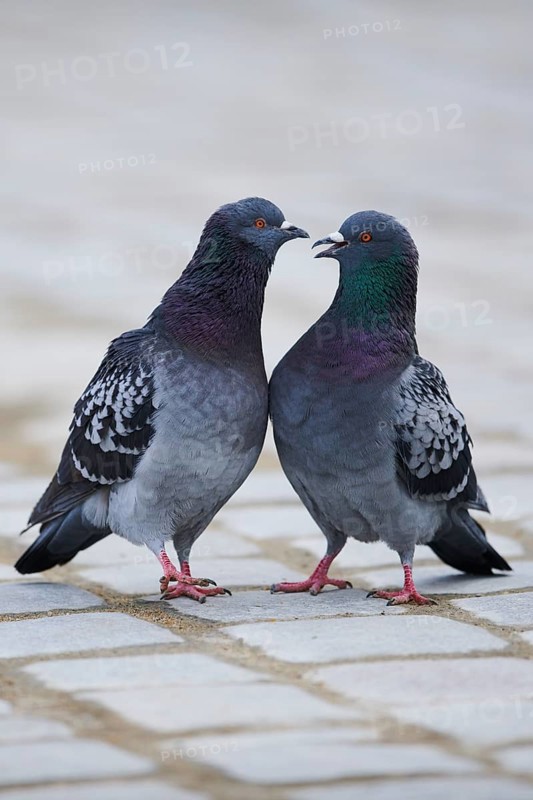 Feral pigeons