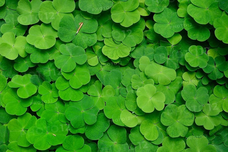Wood sorrel