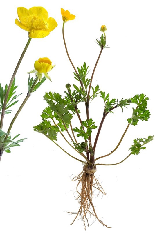 Ranunculus bulbosus