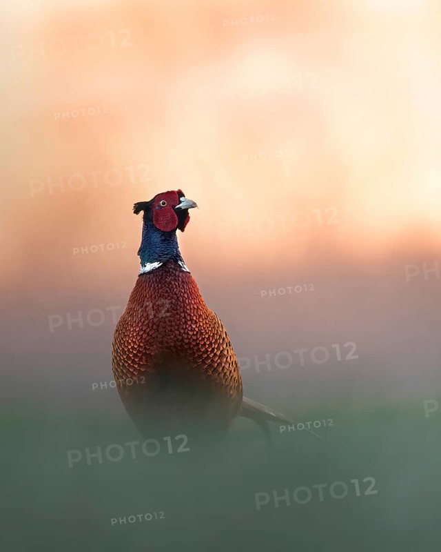 Pheasant
